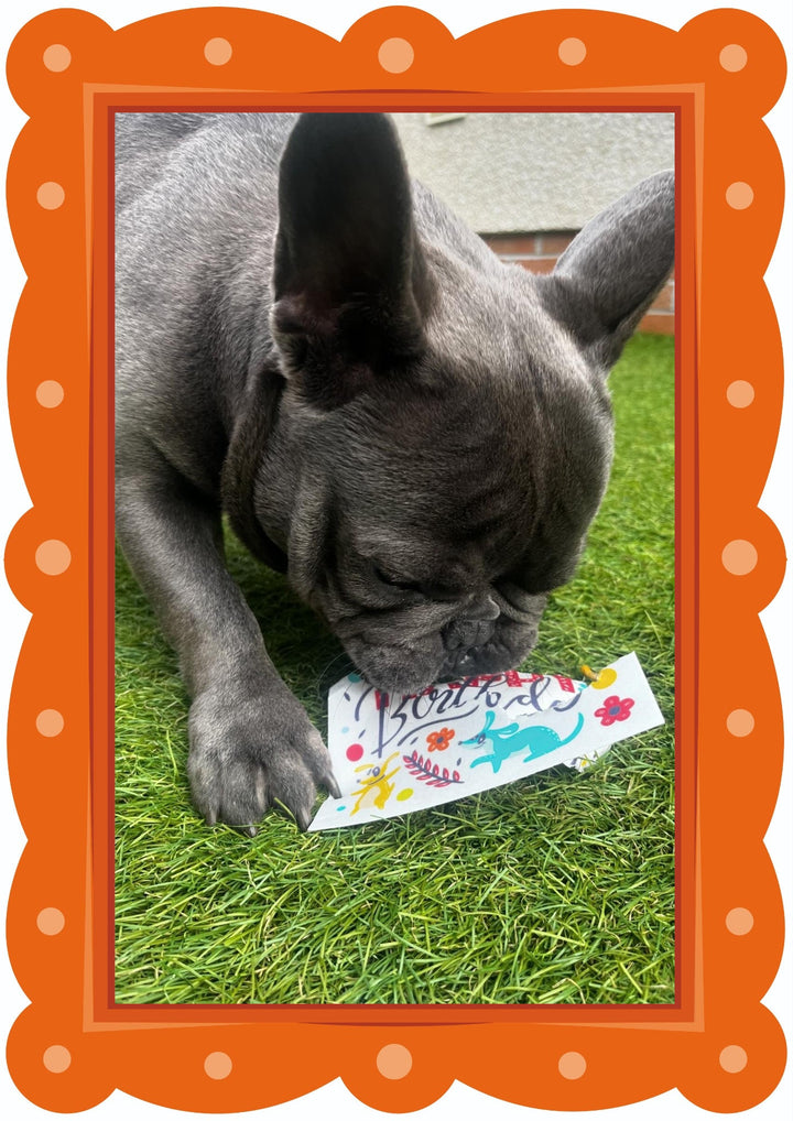French Bulldog enjoying a Scoff Paper edible dog card