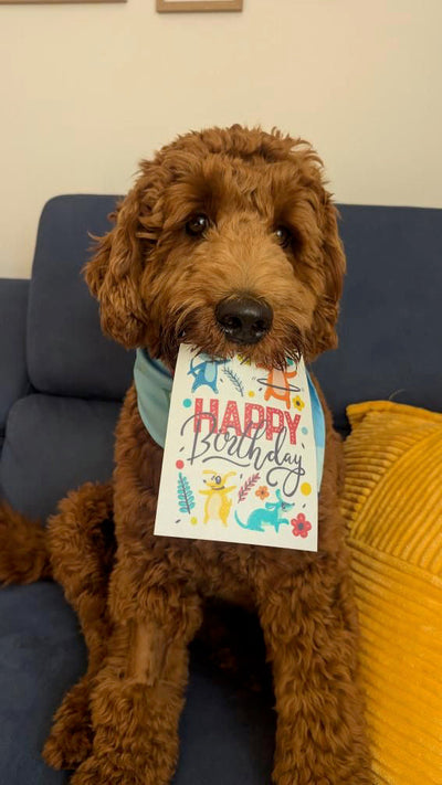🐶 Can Dogs Eat Paper? Here's What You Really Need to Know If you're a dog owner, you've probably walke