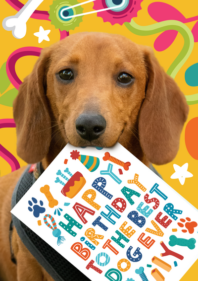 10 Funny Birthday Gifts for Dogs (That They’ll Actually Use)
