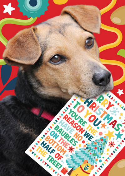 Top 10 Christmas Gifts for Dogs - That They’ll Actually Eat 🎄🦴