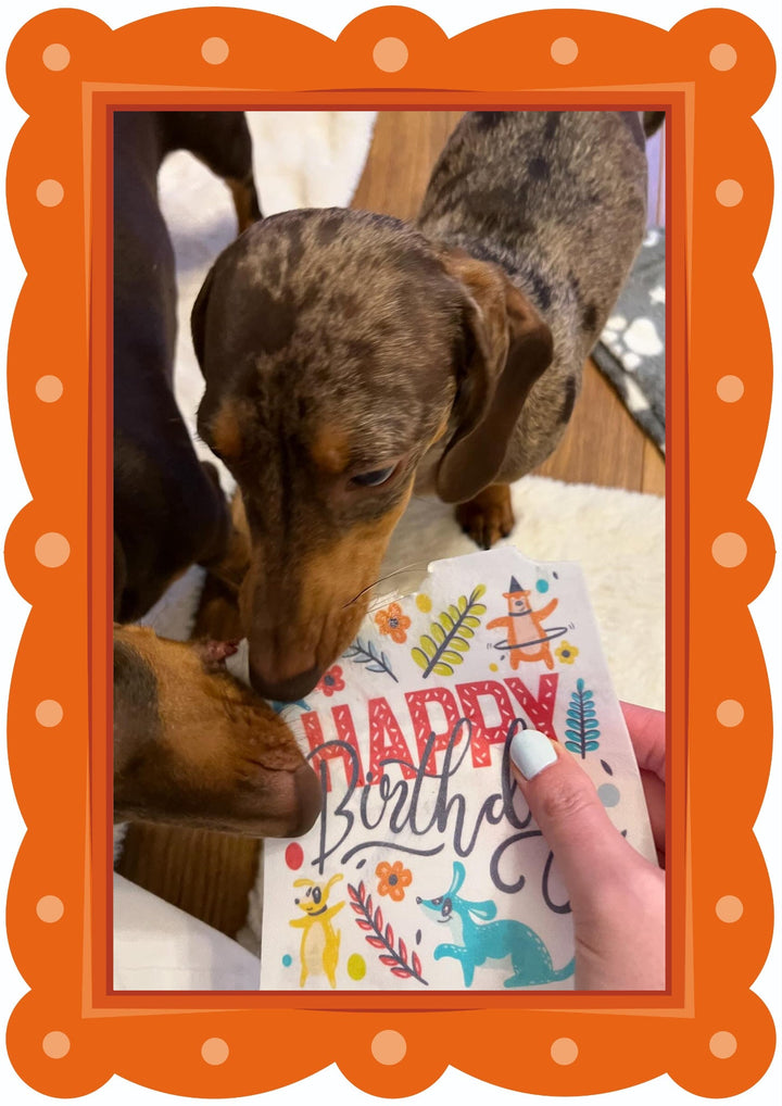 Dog enjoying its Scoff Paper birthday card