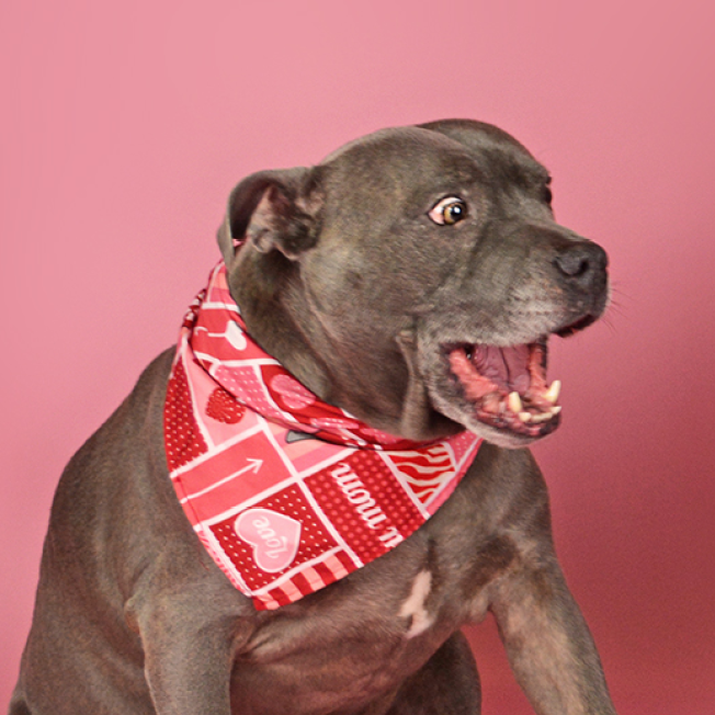 dog laughing at funny quotes on edible dog cards