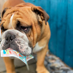 Bulldog eating a Scoff Paper edible dog card