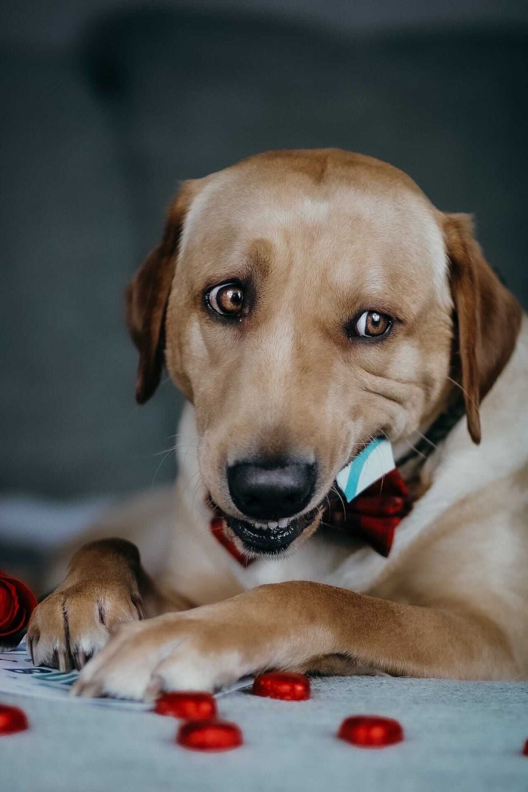 Pawtrait Dog Christmas Card Edible Ink Pen Draw Scoff Gift