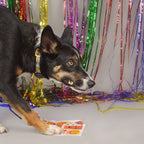 Happy Birthday Orange — Edible Dog Birthday Card (Chicken)