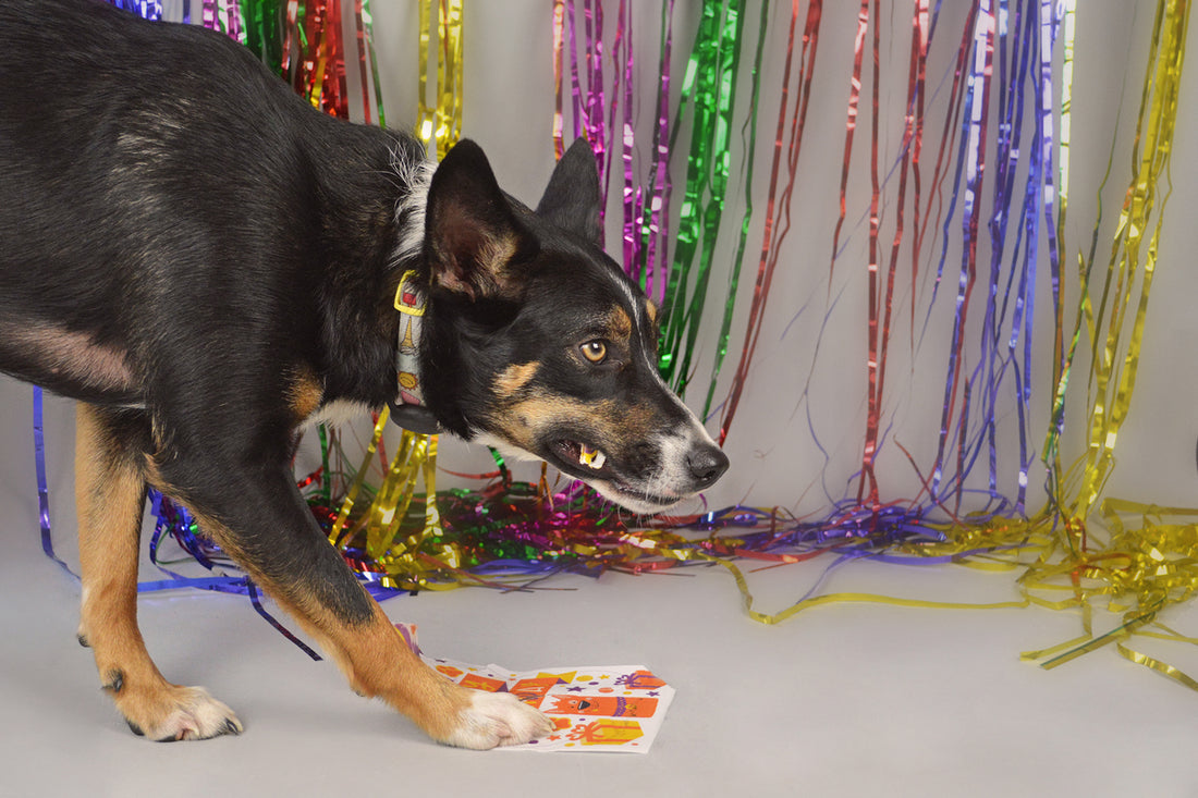Happy Birthday Orange — Edible Dog Birthday Card (Chicken)
